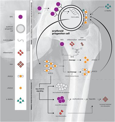 The EPO-FGF23 Signaling Pathway in Erythroid Progenitor Cells: Opening a New Area of Research